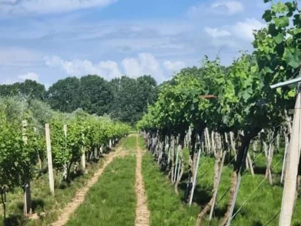 FOR SALE LAND-VINEYARD 20 YEARS