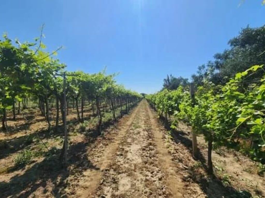 FOR SALE LAND-VINEYARD 20 YEARS
