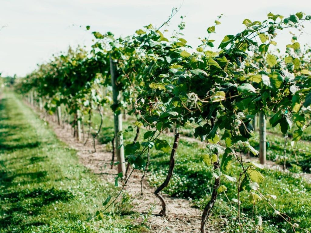 FOR SALE LAND-VINEYARD 20 YEARS