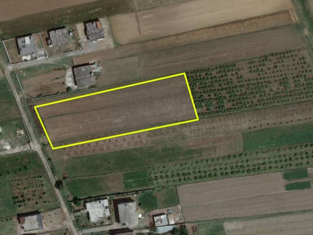 Momel, Terreno per una casa con 130 radici di ulivo