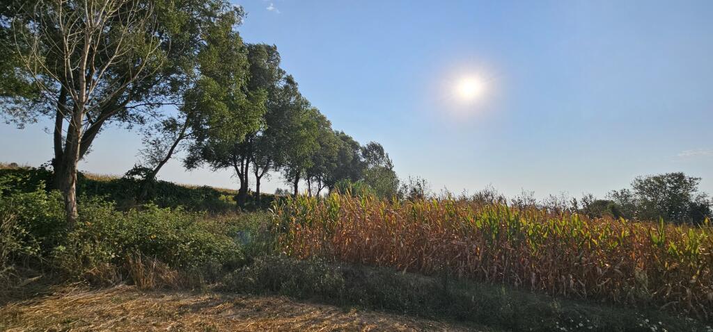 📍AGRICULTURAL LAND FOR SALE IN SUKTH – PLANTED WITH CORN