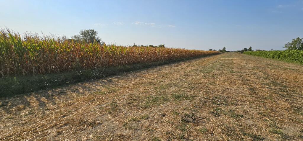 📍AGRICULTURAL LAND FOR SALE IN SUKTH – PLANTED WITH CORN