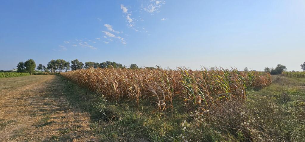 📍AGRICULTURAL LAND FOR SALE IN SUKTH – PLANTED WITH CORN