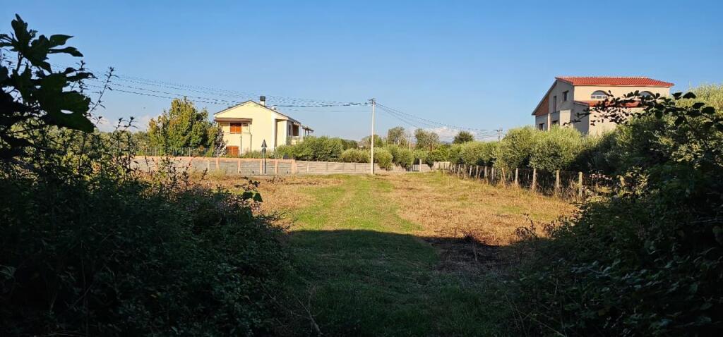 Olive Grove Land + House Construction Spot for Sale – Ballias, Shijak