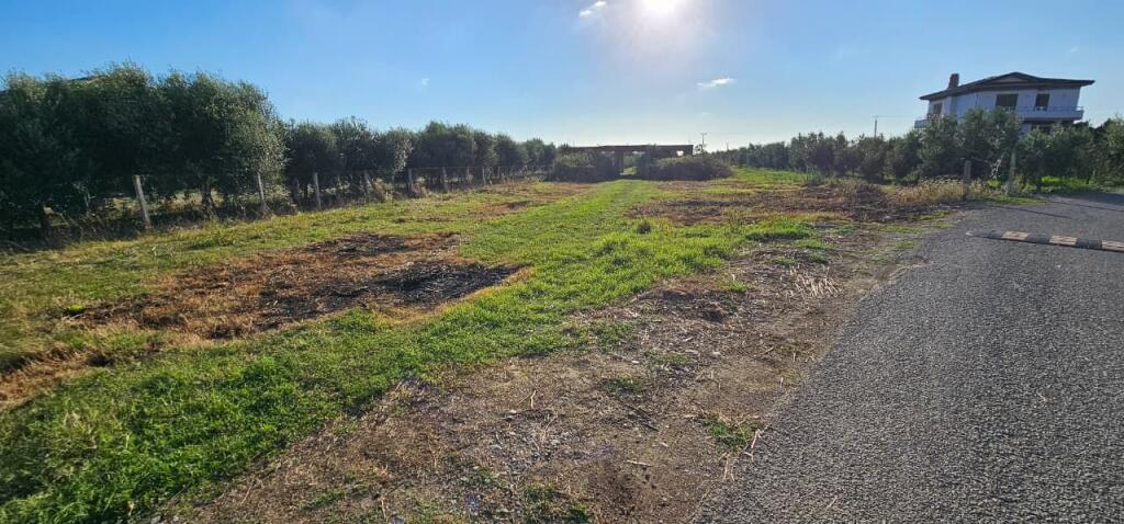 Olive Grove Land + House Construction Spot for Sale – Ballias, Shijak