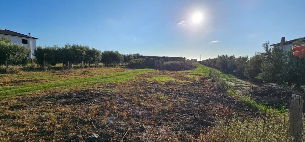 Olive Grove Land + House Construction Spot for Sale – Ballias, Shijak