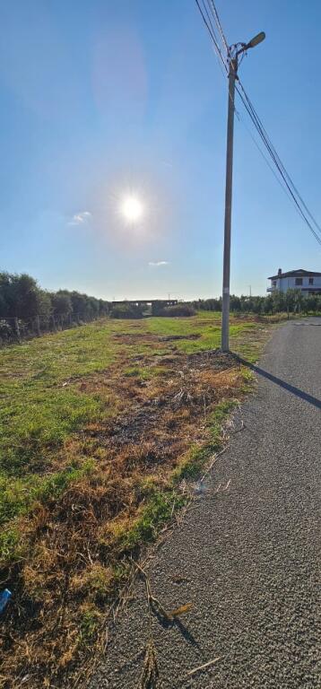 Olive Grove Land + House Construction Spot for Sale – Ballias, Shijak