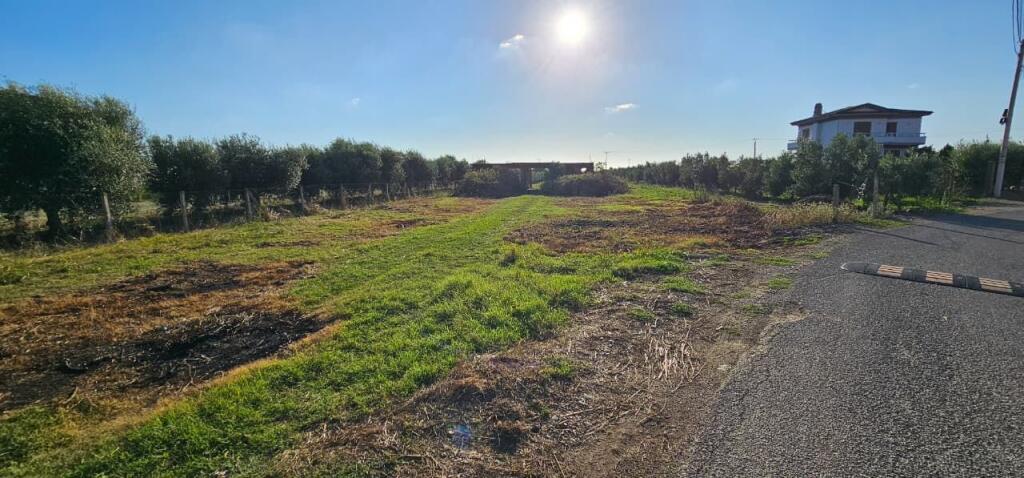 Olive Grove Land + House Construction Spot for Sale – Ballias, Shijak