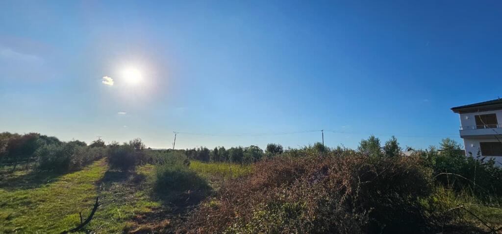 Olive Grove Land + House Construction Spot for Sale – Ballias, Shijak
