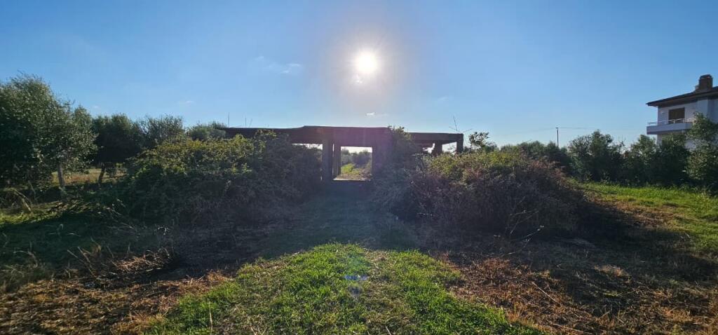 Olive Grove Land + House Construction Spot for Sale – Ballias, Shijak