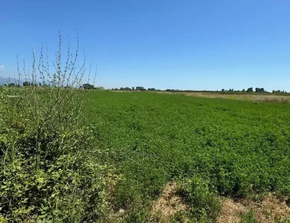 Terreno in vendita Domje