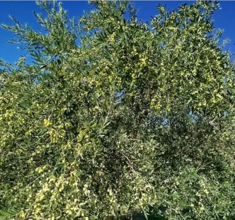 Terreno con ipoteca in vendita a Golem con una superficie di 1840 metri
