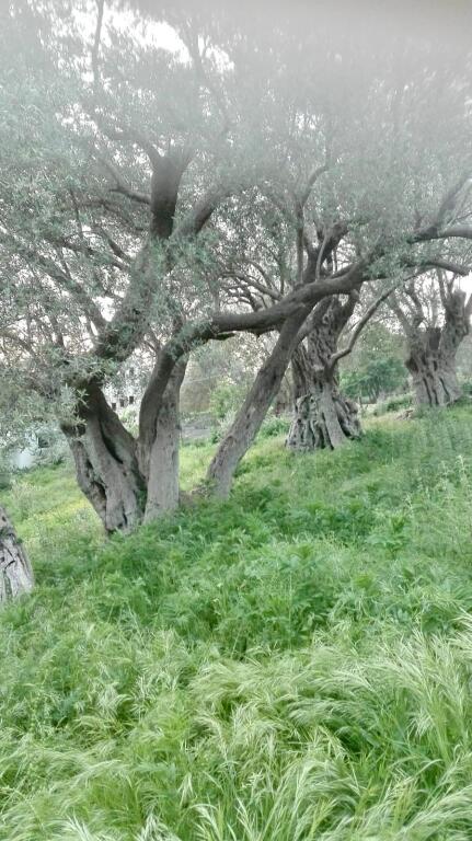 PRIVATE HOUSE + LAND FOR SALE IN SHTISH TUFINE