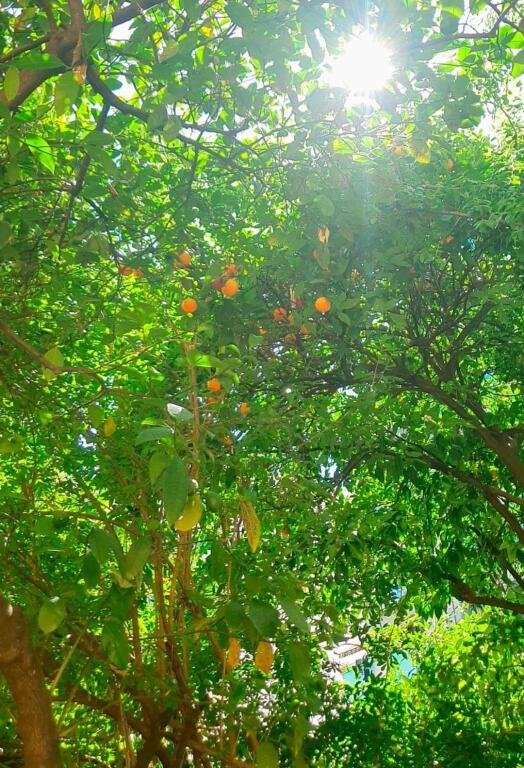Villa privata in affitto nel Centro nella zona di Selvise