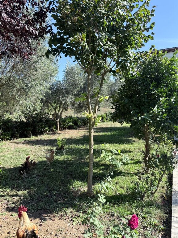 SHITET VILE INDIVIDUALE NE GJIRIN E LALZIT PERBALL RESORTS MELIA