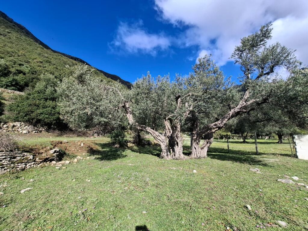 SUPER Land for Sale 600 m2 📍In Borsh - At the gas station (River Road) 🔥 (72,000 EURO) (super price)🔥100 m from the Main road entering the gas station in Borsh.