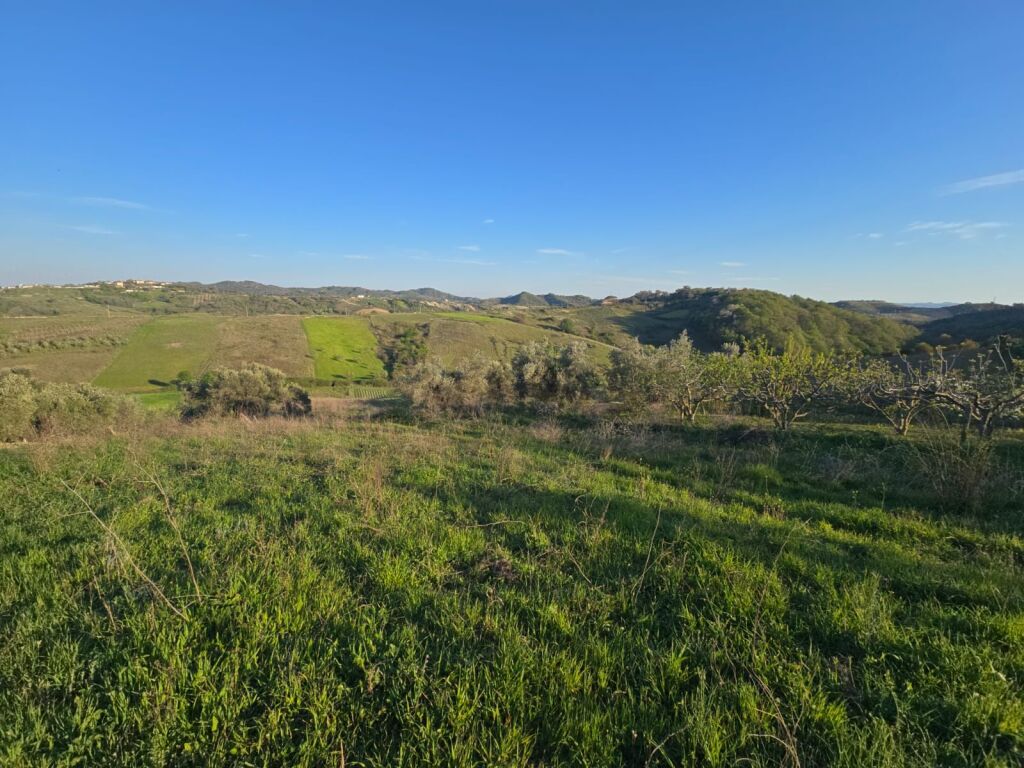 SUPER LAND OPPORTUNITY FOR SALE,  TREE OF LIFE,  SHKALLNUR