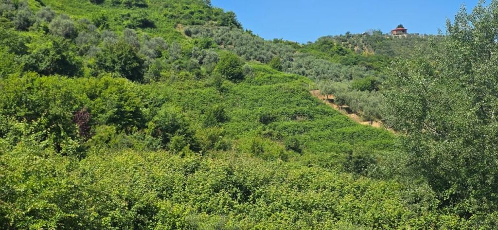 Land for Sale in Yrshek / Near the Eye Clinic