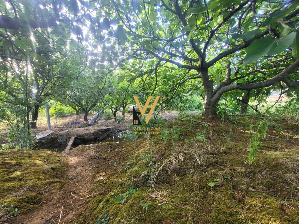 TERRENO 4.000 M2 IN AFFITTO A TAPIZE 1.100 EURO