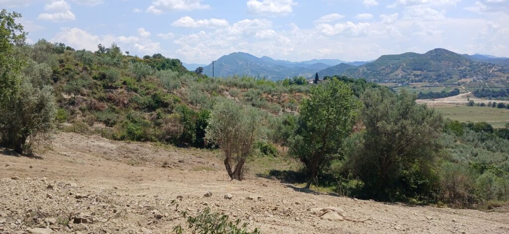 🏡 Olive Grove Land for Sale – Picall, Tirana