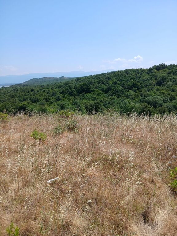 SHITET TOKE 7200 m2 NE KEPIN E RODONIT