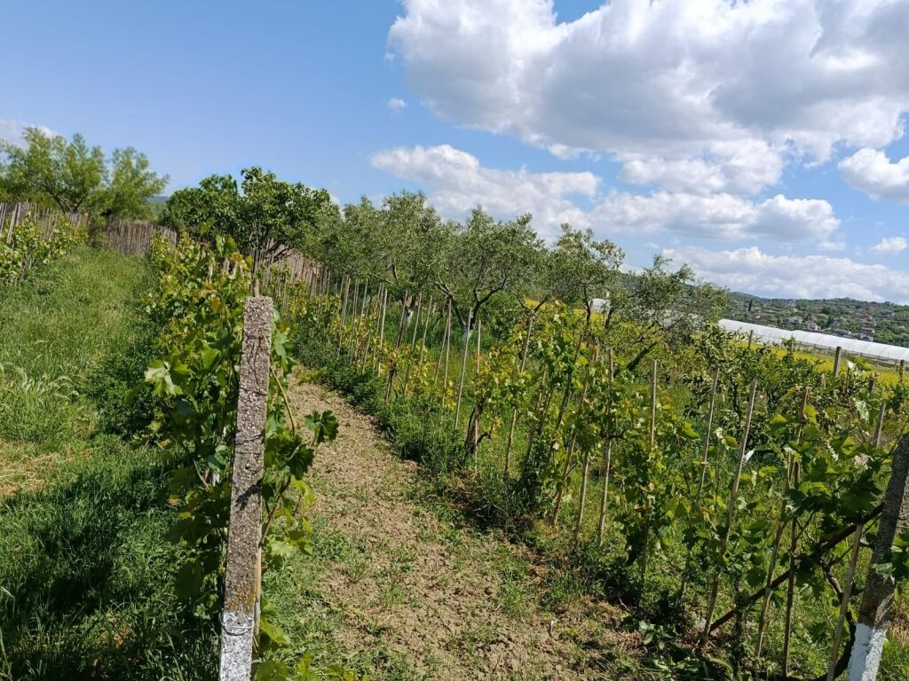 Private House + Land + Warehouse – Kuçovë/Berat