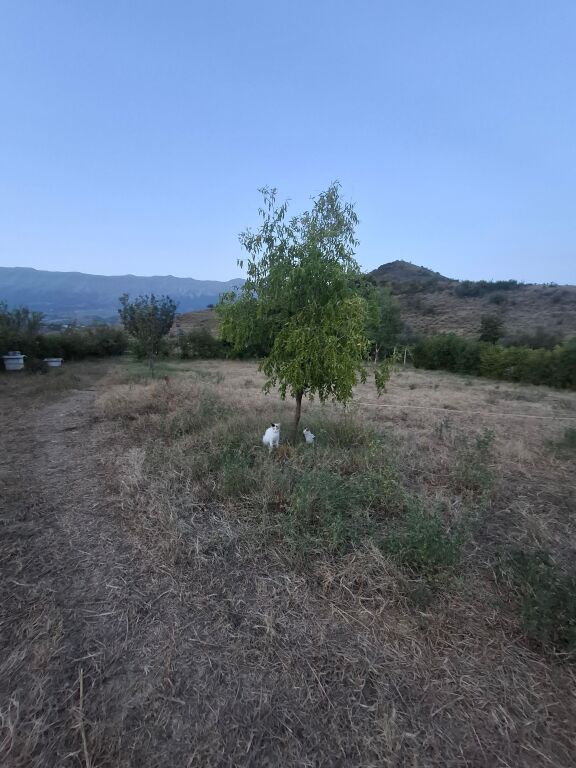 FOR SALE FARM &amp; PRIVATE HOUSE ASIM ZENELI GJIROKASTER