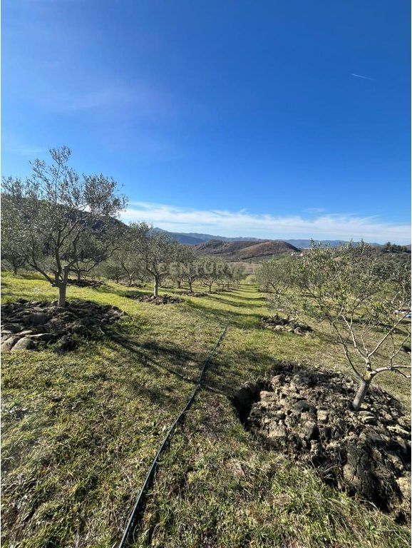 🌿 TOKE EKSKLUZIVE PËR SHITJE ME POTENCIAL 💰– 2,000 m² e pozicionuar ne Picalle.