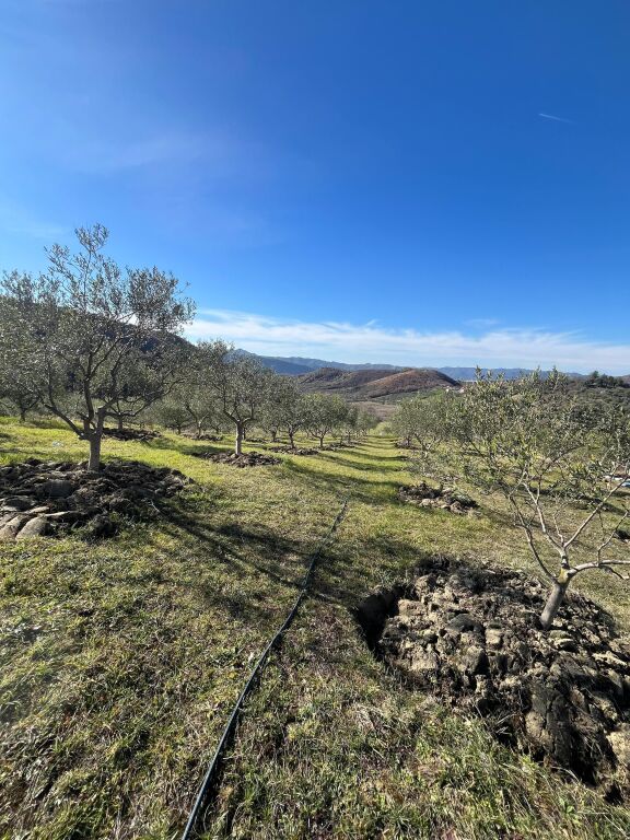 SHITET TOKË 2,000 m² ME ULLISHTE, AKSES NË RRUGË