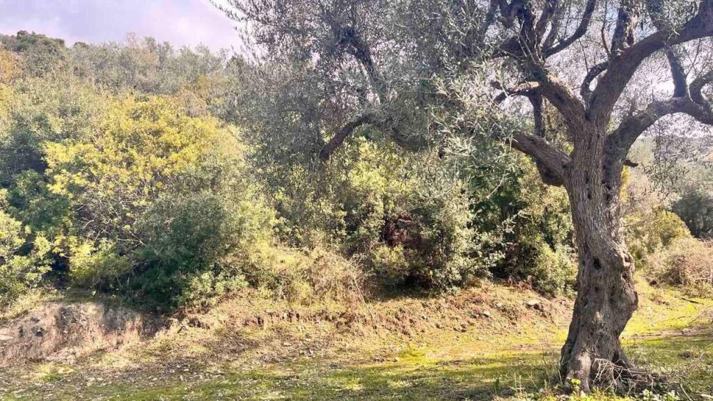 🌿 Shitet tokë | Lukovë, Sarandë📍