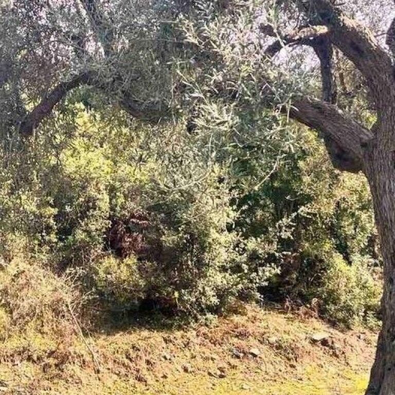 🌿 LAND FOR SALE | LUKOVË ✨