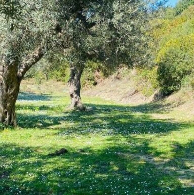 🌿 LAND FOR SALE | LUKOVË ✨