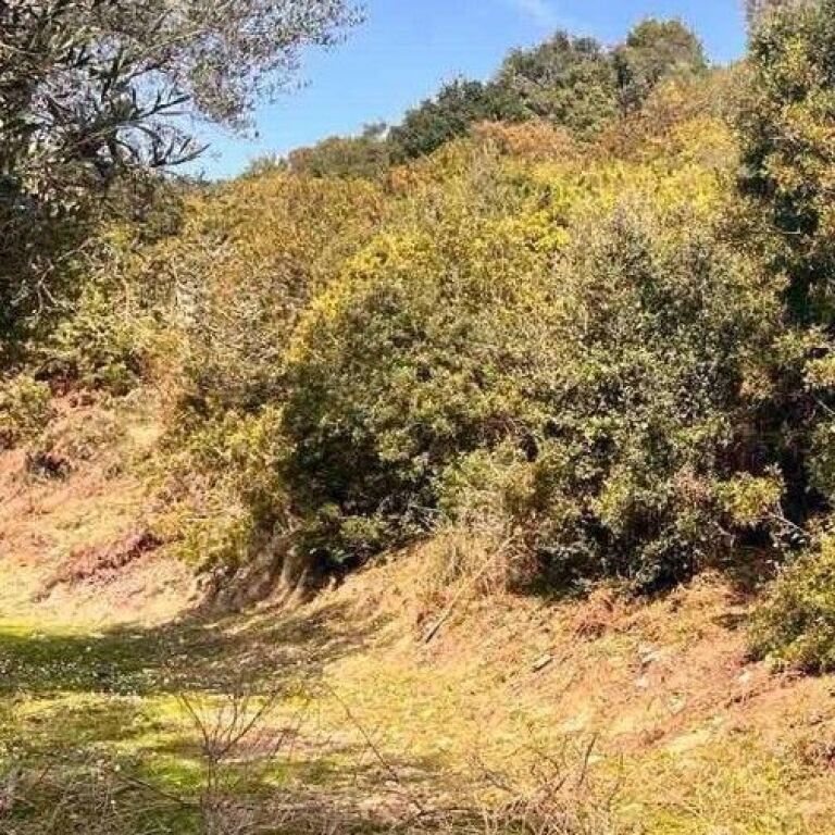 🌿 LAND FOR SALE | LUKOVË ✨