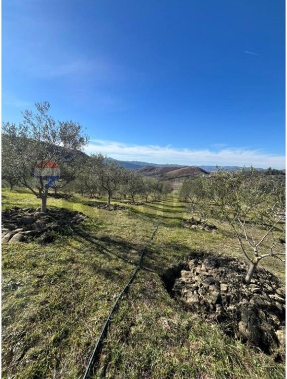 SHITET TOKË 2,000 m² ME ULLISHTE, AKSES NË RRUGË!
