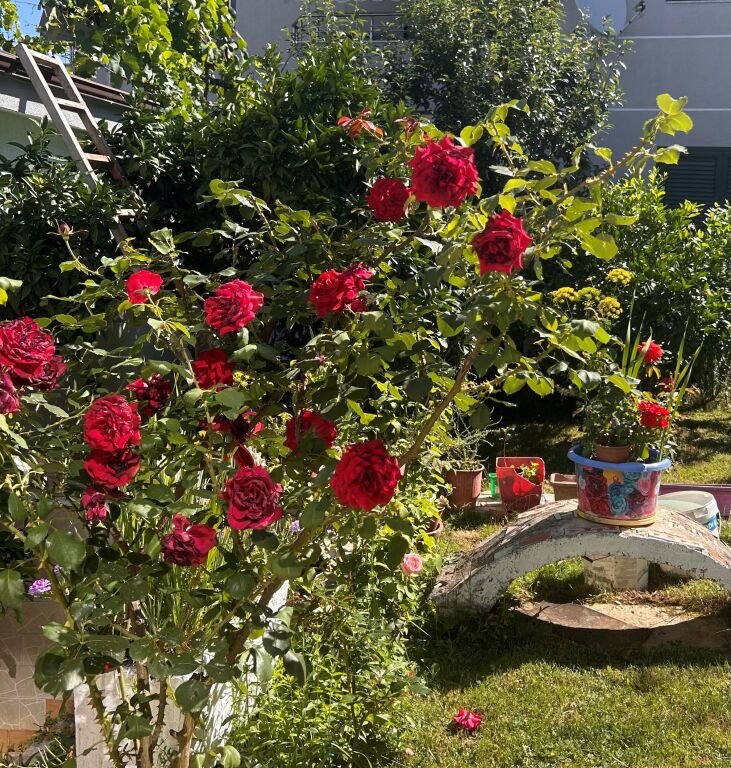 Kat i plotë vile me qira — Qyteti Studenti, Rruga Naum Prifti