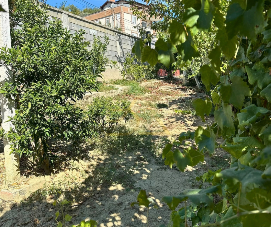 SHITET TOKË ME PEMËTORE – ROMANAT, DURRËS