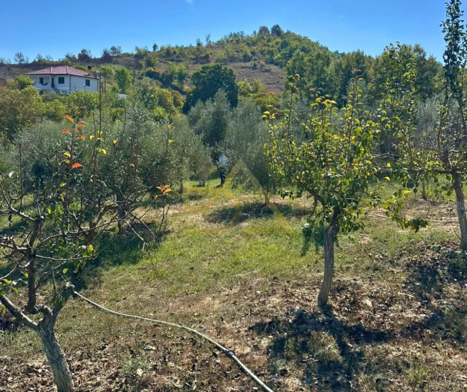 SHITET TOKË ME PEMËTORE – ROMANAT, DURRËS