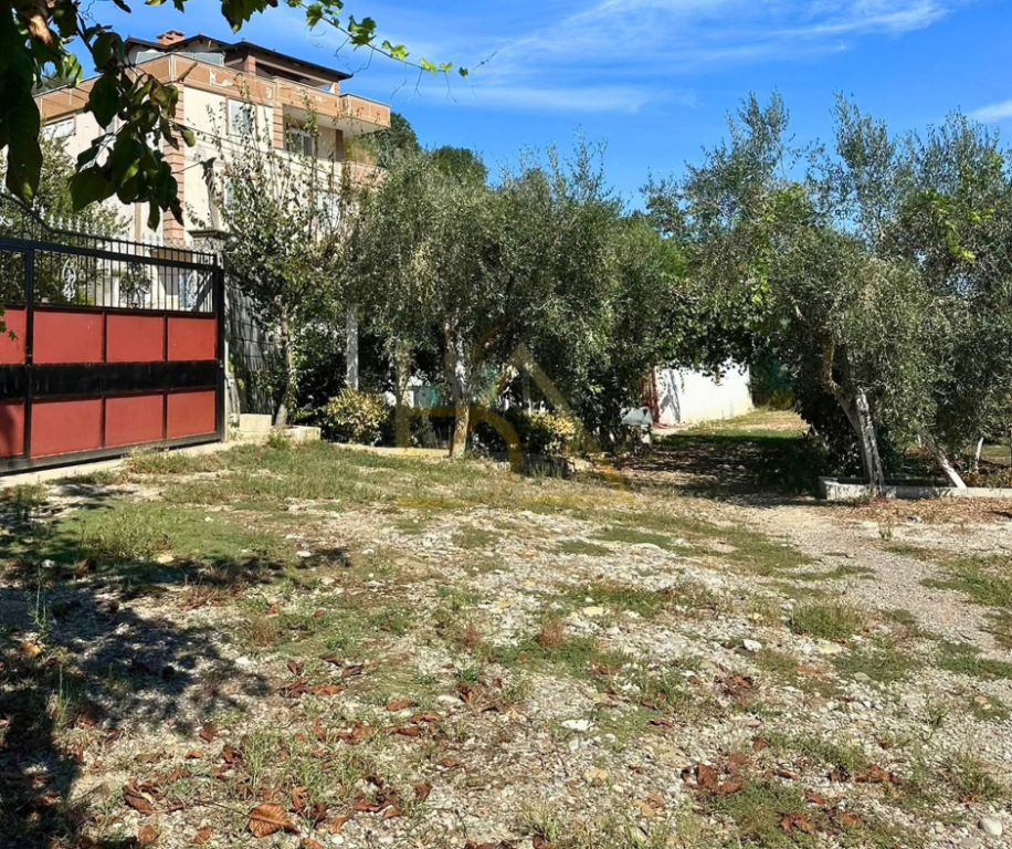 SHITET TOKË ME PEMËTORE – ROMANAT, DURRËS