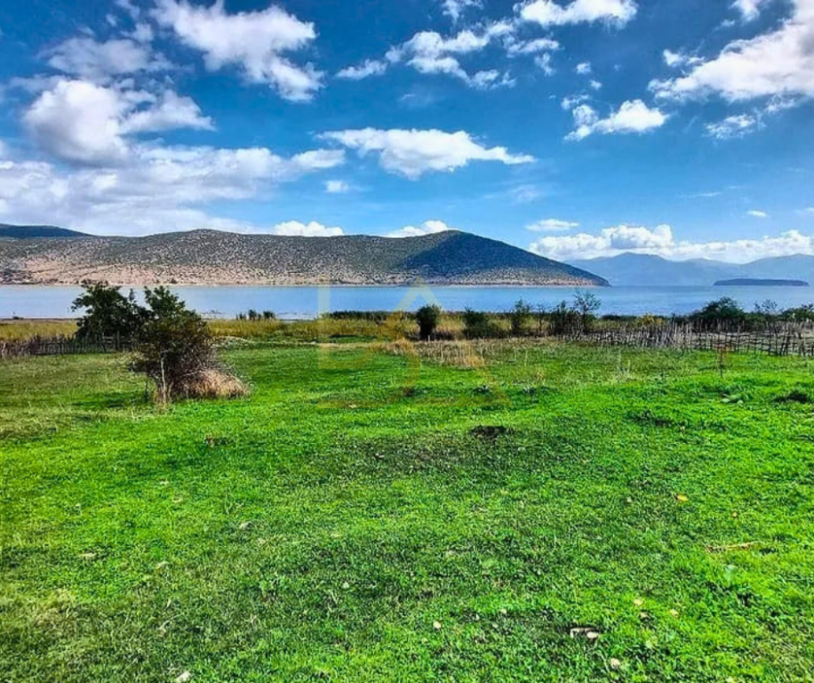 SHITET TOKË – GORICA E VOGËL, KORÇË