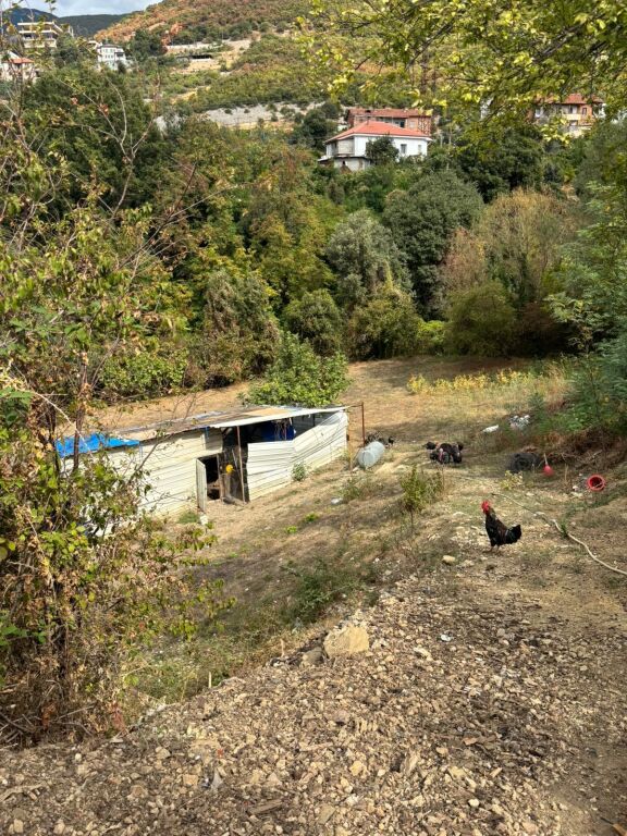SHITET TOKË NË LANABREGAS – TIRANË