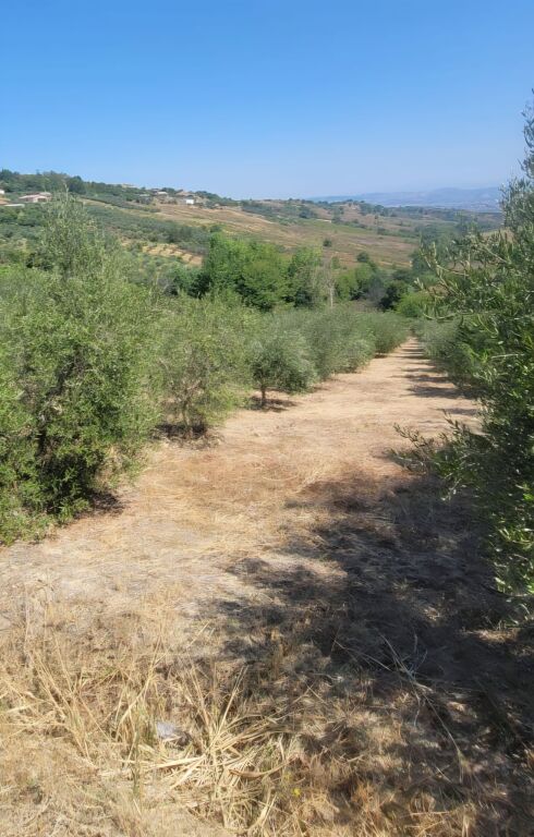 🏡 SHITET SHTËPI E VJETËR ME 3500  TOKË me  ULLINJ – 6 km nga bregdeti Spillese
