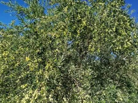 Terreno con ipoteca in vendita a Golem con una superficie di 1840 metri