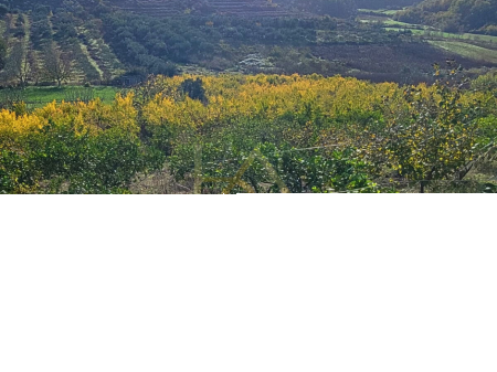 Terreno in vendita – Shkallnur, Durrës