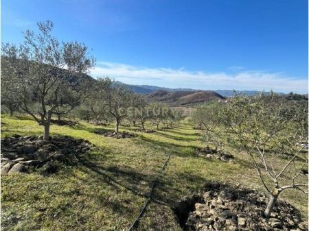 🌿 TOKE EKSKLUZIVE PËR SHITJE ME POTENCIAL 💰– 2,000 m² e pozicionuar ne Picalle.