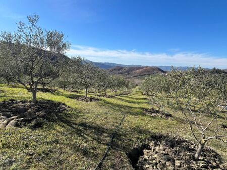 SHITET TOKË 2,000 m² ME ULLISHTE, AKSES NË RRUGË
