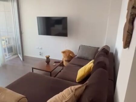 2+2 furnished for rent at the Zoological Garden 700 eu